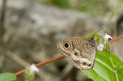 Ypthima multistriata