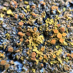 Xanthoria aureola
