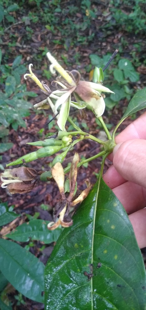 Leptactina arborescens