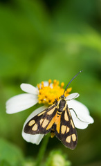 Zeuxippa formosa