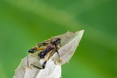 Merionoeda formosana