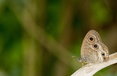 Ypthima multistriata
