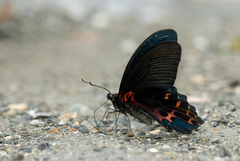 Papilio thaiwanus