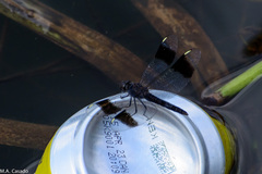 Brachythemis impartita