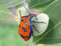 Tectocoris diophthalmus