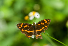 Symbrenthia lilaea formosanus