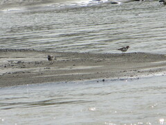 Elseyornis melanops