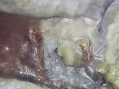 Clibanarius tricolor