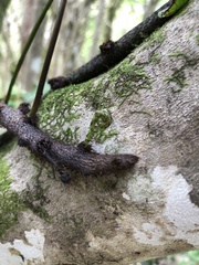 Microsorum pustulatum pustulatum