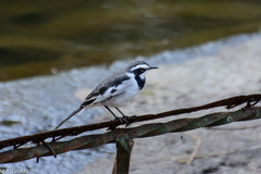 Motacilla aguimp