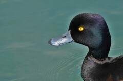 Aythya novaeseelandiae