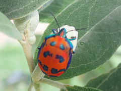 Tectocoris diophthalmus