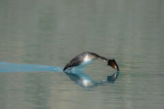 Podiceps cristatus australis
