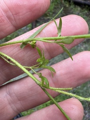 Ranunculus sessiliflorus sessiliflorus