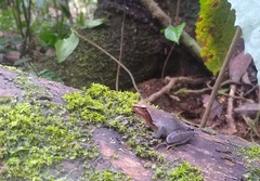 Phrynobatrachus auritus