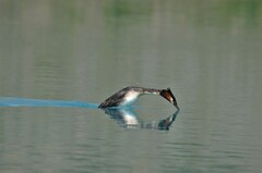 Podiceps cristatus australis