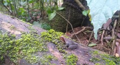 Phrynobatrachus auritus