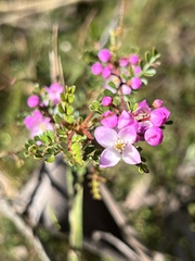 Boronia microphylla