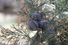 Callitris glaucophylla