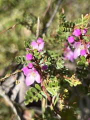 Boronia microphylla