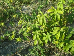 Ipomoea pes-tigridis