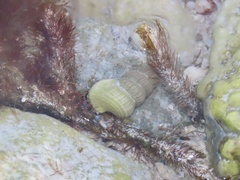 Cerithideopsis scalariformis