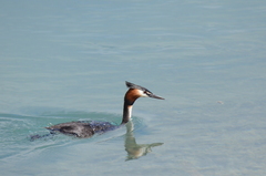 Podiceps cristatus australis
