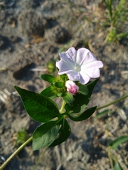 Ipomoea pes-tigridis