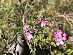 Boronia microphylla