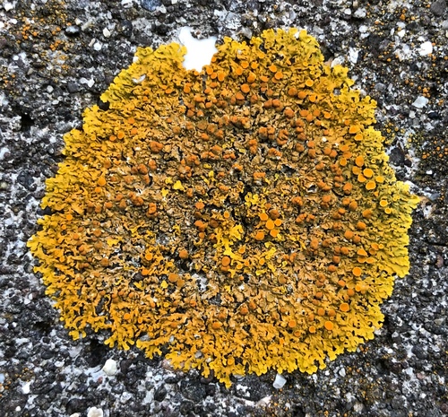 Xanthoria aureola (Ach.) Erichsen