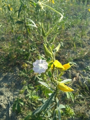 Ipomoea pes-tigridis