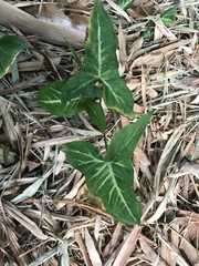Syngonium podophyllum