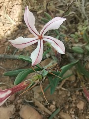 Pachypodium succulentum