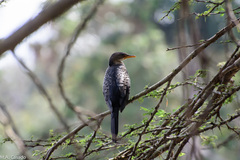 Microcarbo africanus