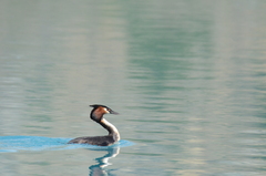 Podiceps cristatus australis