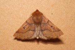 Crocallis tusciaria