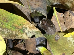 Blaberidae