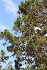 Callitris glaucophylla