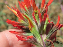 Castilleja montigena