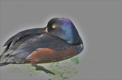 Aythya novaeseelandiae