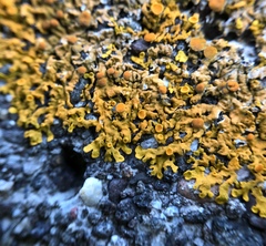Xanthoria aureola