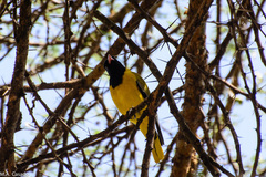 Oriolus larvatus