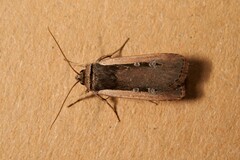 Ochropleura leucogaster