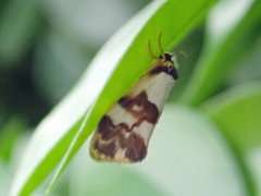 Philenora aspectalella