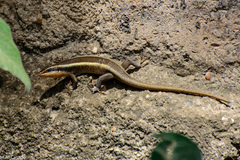 Trachylepis striata