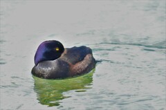 Aythya novaeseelandiae