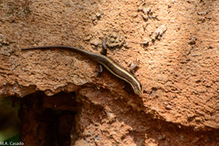 Trachylepis striata