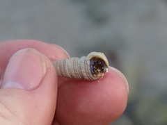 Clibanarius tricolor