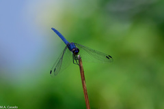Trithemis furva