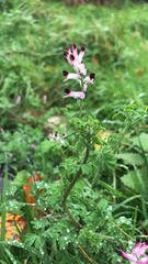 Fumaria muralis